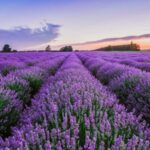 2024 Provence Lavender Season: 12 Tips for Planning Your Perfect Trip