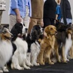 Dog influencers debate traditional training over ‘positive’ approach