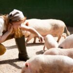 Pigging Out: Navigating the Options for Nutrient-Rich Pig Food