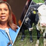 NY attorney general sues world’s largest beef producer over methane emissions, climate commitments