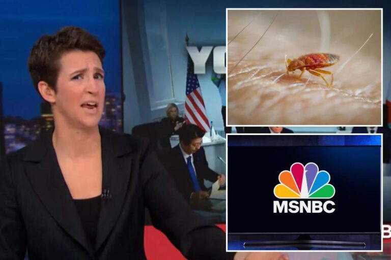 MSNBC staffers scatter after bed bugs found at Manhattan HQ ahead of Super Tuesday coverage