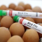 Bird flu hits Texas dairy cows, hens, human as ducks migrate