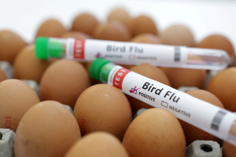 Bird flu hits Texas dairy cows, hens, human as ducks migrate