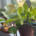 9 Indoor Houseplants that Are Nearly Impossible to Kill, According to Experts