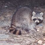 Japan Is Contending With an Invasion … of Raccoons – RedState