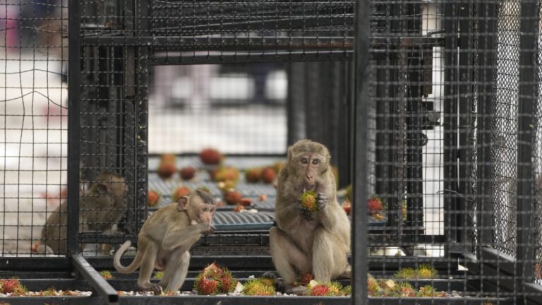 Thai town maddened by marauding monkeys launches plan to lock them up and send them away