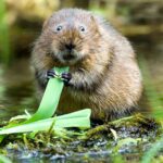 ‘Vole fever’ that can trigger Ebola-like bleeding virus is ‘spreading in parts of Europe’