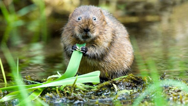 ‘Vole fever’ that can trigger Ebola-like bleeding virus is ‘spreading in parts of Europe’