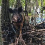 Feral Hog Attacks! Swine More Dangerous Than Sharks, Bears. – RedState