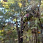 New York Faces Invasion of Hand-Sized Flying Spiders