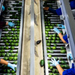 U.S.D.A. Suspends Avocado Inspections in Mexico, Citing Security Concerns – DNyuz