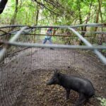 Wild pigs, conquering all Florida counties, are now taking over the US