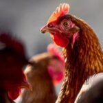 3 Colorado poultry workers test presumptively positive for bird flu