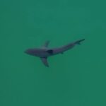 Sharks are congregating at a California beach. SharkEye’s AI is trying to keep swimmers safe