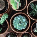 10 Best Places to Buy Plants Online for 2024