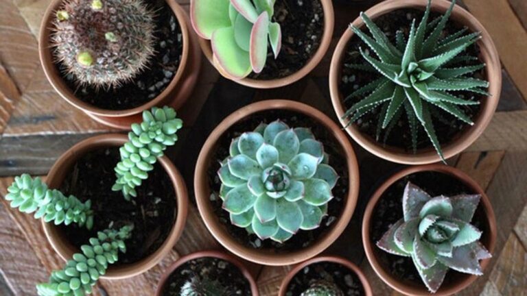 10 Best Places to Buy Plants Online for 2024