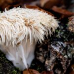 Lion’s Mane Mushrooms Are the Latest Internet Superfood. Here’s Who Should Try Them