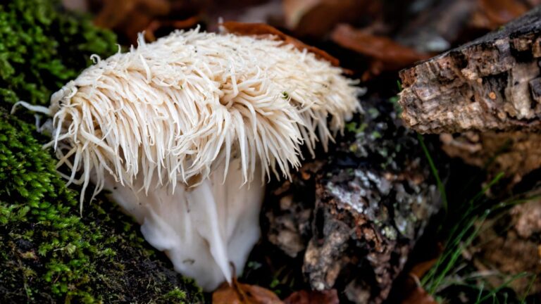 Lion’s Mane Mushrooms Are the Latest Internet Superfood. Here’s Who Should Try Them