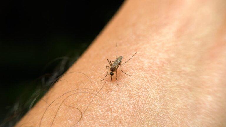 The Scientific Reasons Behind Why You Get So Many Mosquito Bites