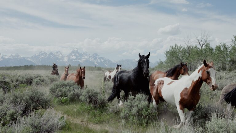 Wyoming offers to sell land to Grand Teton park — or it could go to developers : NPR